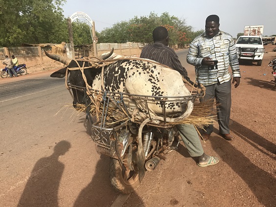 Le Pasteur Nicolas Sawadogo parle à un homme qui a attaché un boeuf sur sa mobylette (Burkina-Faso)